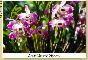 Orchids