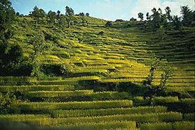 Fields of Sikkim