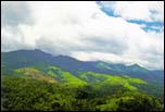 coffee and pepper plantations